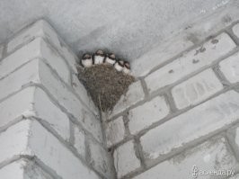 Ну, камеру они (люди обслуживающие  эту систему видео контроля) явно специально на гнездо развернули,  иначе как объяснить такой дурацкий ракурс на проезжую часть?
У меня один раз ласточка на балконе 4 этажа слепила гнездо из глины.. мы всё лето и начало осени на балкон не выходили чтоб не тревожить их семейство.