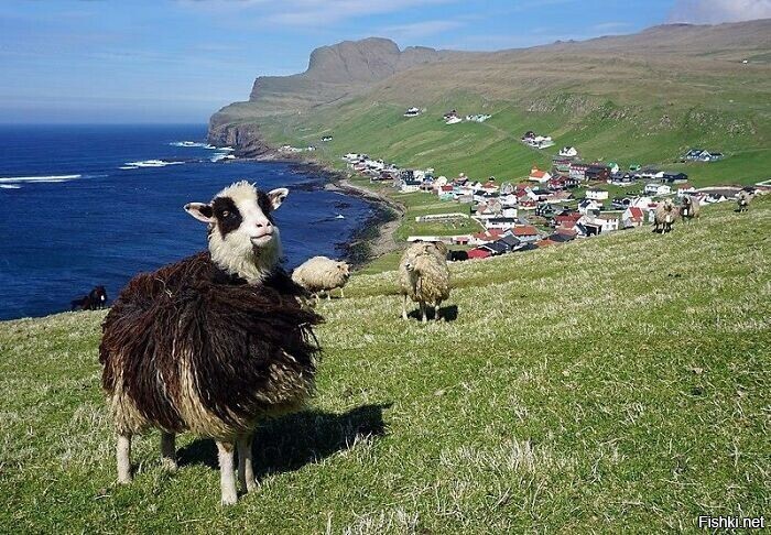 Пфе! В Исландии количество овец ВДВОЕ (как минимум), больше количества человек населения.