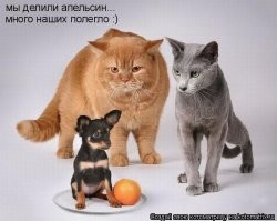 Очень сочный апельсин