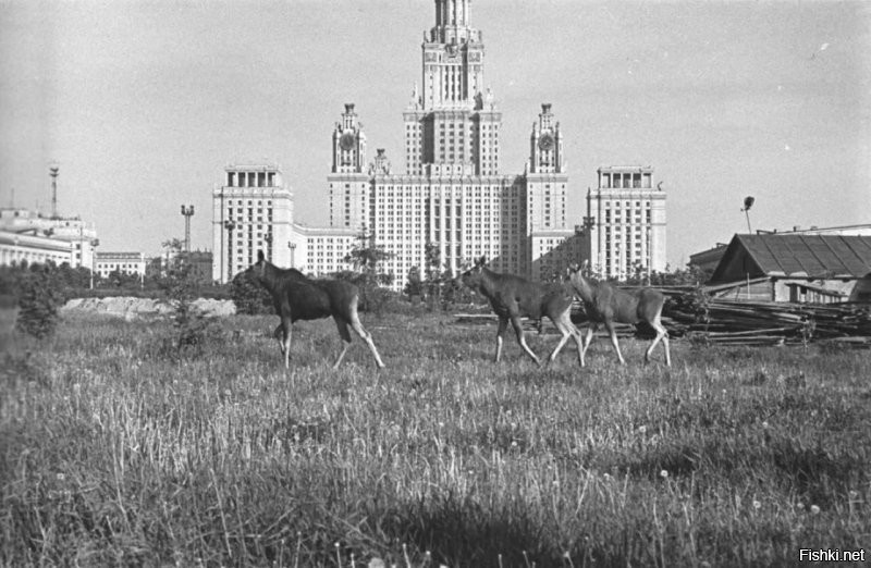 Жизнь течет, все меняется.... но на душе все равно как то противоречиво. И старое жалко из-за своей атмосферы, и хочется что бы новое хорошо смотрелось и глаз радовало...
Есть такая художественная короткометражка, у кого хватит терпения - советую глянуть. 
Печатников переулок дом 3
В свое время очень понравился снимок "лоси перед зданием МГУ"