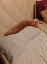 Кошка попыталась навязать котят спящей хозяйке