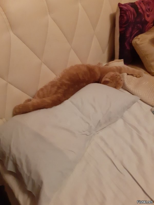 Кошка попыталась навязать котят спящей хозяйке
