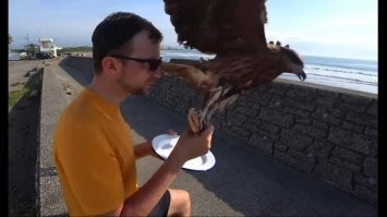 Пернатый хищник оставил поляка голодным