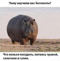 А еще тому, что даже питаясь травой, ты все равно будешь самым злобным и агрессивным с@киным сыном.
Вот поэтому веганы все такие злые