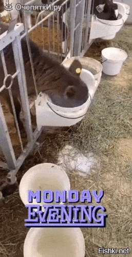Морда в молоке - это когда так