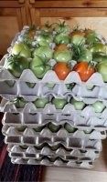 Если это лотки от страусиных яиц то оно конечно нормально а если от  куриных то помидорки то не ахти..