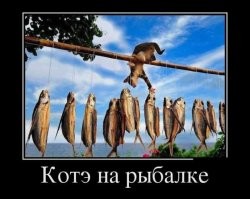 Хитрый кот стащил часть улова юного рыбака