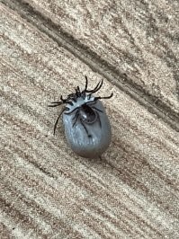 Так клещи спариваются - у вашей кошки был ужин с сексом, точнее ее использовали как еду и ложе для спаривания одновременно :)