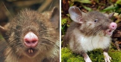 Вот этого я знаю, он у нас на работе по холодильнику шарится в поисках чужих обедов, да Олег Сергеевич!