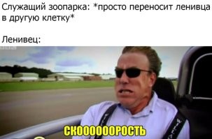 Воссоединение детёныша ленивца с мамой