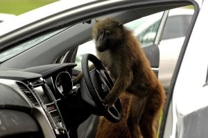 Авария дня. В  Нижнем Новгороде водитель BMW устроил лобовое столкновение