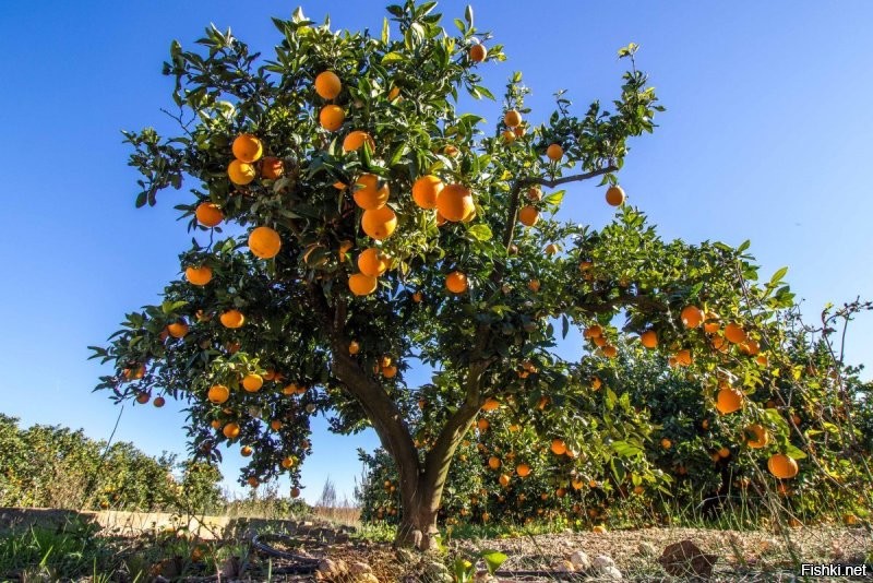 Эээ... Апельсины этиленом обрабатывают прямо на дереве?