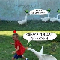 Хватит бесить гусей)))
