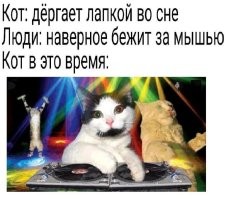 Кошка, которая мечтает стать велосипедистом