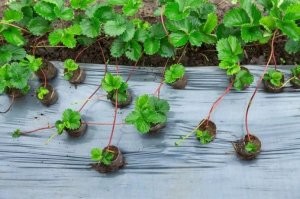 Намешалось