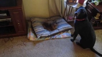 А это точно слон? Не кот?