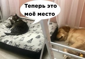 А это точно слон? Не кот?