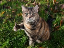 Мойщик окон играет с котом