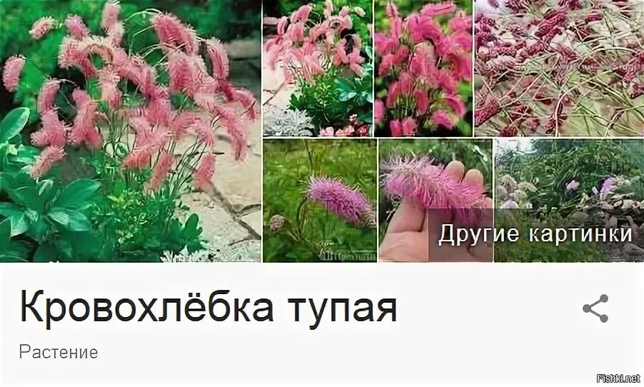 Смешные названия цветов с фото
