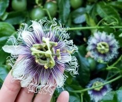 А вот цветы Маракуи, (passion fruit),  цветок с ладонь или чуть меньше,  плоды- коричневые шары размером с яйцо и с кисло сладкой деле подобной мякотью внутри- вкусные и полезные
А вот цветы Маракуи, (passion fruit),  цветок с ладонь или чуть меньше,  плоды- коричневые шары размером с яйцо и с кисло сладкой деле подобной мякотью внутри- вкусные и полезные