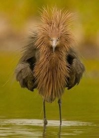 Умора: забавные и странные фото с птицами