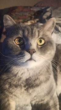 Мой кот. А чё так можно было?!