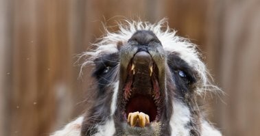 ААААААААААААААААААААААААААААААААААААААААААААААААААААААААА!