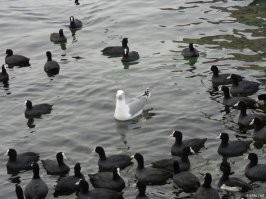 -Стивен, почему вы воруете?

***Тем временем Стивен, просто живет в обычном британском районе***