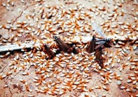 Это не мошки, а репродуктивные особи термитов - самцы и самки - в сезон роения.