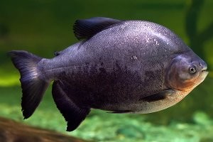 какбэ не все пираньи хищные. есть вполне себе травоядные, тоже кросивое) черный паку, часто держат в аквасах