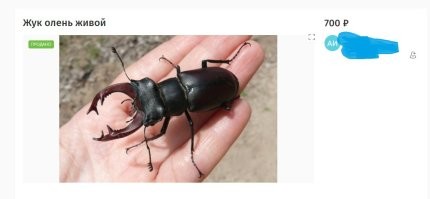 А жук-олень какой-то определённый подвид?
А то..