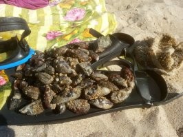 Я уже лет 10 таким образом развлекаюсь, только не с внуками, а с приезжими детьми: подбрасываю ракушки рапанов на берегу или в воду возле берега. Внуки повырастали, и им такое не интересно. Да и местной детворе тоже. А вот приезжие детишки радуются, что нашли большую ракушку.
Правда, рапанов не покупаю, а сам собираю. Просто так купаться не интересно. Я стал плавать метров за 130-150 от берега за мидиями. Там глубина метра 4-5.На камнях мидии крупные,  рапанов не очень много, но попадаются. Вечером рапанов варю и вытаскиваю мясо, а утром ракушки готовы к "случайному обнаружению" детишками. Жена, правда, ругается, т.к. ей рапаны надоели, а таскать их тяжело. Лестница с пляжа наверх более 8 этажей. Последние пару лет отдаю рапанов знакомым на пляже, но с условием - "тара возвратная".  Спрашивают, какая тара? - Ракушки.