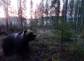 А вы когда-нибудь видели медведей в дикой природе своими глазами?
Было дело,
Первое фото на телефон.
Второе цифровалкой, без подготовки.
Время просто бешенно летит в такой момент.