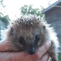 За ежа всегда 
Мы приучили к свистку.
Потом понеслось ...
Они вообще ничего не боятся.