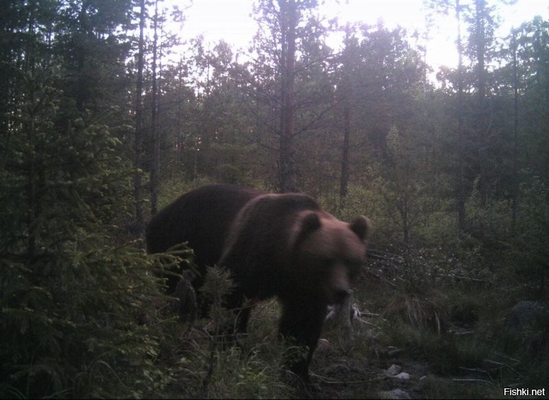А вы когда-нибудь видели медведей в дикой природе своими глазами?
Было дело,
Первое фото на телефон.
Второе цифровалкой, без подготовки.
Время просто бешенно летит в такой момент.