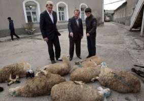 Наши то цивилизованные, не то что фарерцы. Им даже охотиться не надо, просто зарезал и всё.