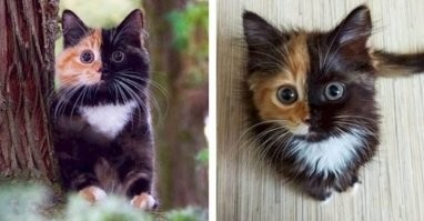 Котиков забыли!
Брат и сестра в одном теле.