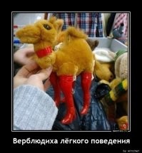 Это не верблюдиха, это вербл@дь.