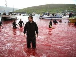 Это не массовая охота, это ежегодное массовое убийство дельфинов в Дании на Фаррерских островах. Вот такие вот праздники у цивилизованных европейцев.