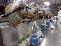 Азиаты едят всё, от чего можно откусить. 

Мечехвосты не имеют каких-либо мясистых частей тела, пригодных для употребления в пищу, за исключением икры. Икра расположена на нижней части тела мечехвоста и имеет зеленый или оранжевый цвет. В некоторых странах Азии она считается афродизиаком, поэтому пользуется особым спросом и стоит весьма дорого. На вкус икра слишком соленая, а на ощупь - резиноподобная. Считается, что оранжевая лучше зеленой, хотя некоторые гурманы предпочитают почему-то именно зеленую.





В ресторанах, где мечехвост является популярным блюдом, подают не только его икру. Иногда предлагается и тело животного в панцире. В таком случае тушка готовится на гриле, а затем перекладывается на тарелку. Вы самостоятельно можете отделить от нее икру и съесть, при этом остальная часть животного опять-таки в пищу не употребляется.



Из крови мечехвостов делают различные медицинские препараты.