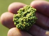 Азиаты едят всё, от чего можно откусить. 

Мечехвосты не имеют каких-либо мясистых частей тела, пригодных для употребления в пищу, за исключением икры. Икра расположена на нижней части тела мечехвоста и имеет зеленый или оранжевый цвет. В некоторых странах Азии она считается афродизиаком, поэтому пользуется особым спросом и стоит весьма дорого. На вкус икра слишком соленая, а на ощупь - резиноподобная. Считается, что оранжевая лучше зеленой, хотя некоторые гурманы предпочитают почему-то именно зеленую.





В ресторанах, где мечехвост является популярным блюдом, подают не только его икру. Иногда предлагается и тело животного в панцире. В таком случае тушка готовится на гриле, а затем перекладывается на тарелку. Вы самостоятельно можете отделить от нее икру и съесть, при этом остальная часть животного опять-таки в пищу не употребляется.



Из крови мечехвостов делают различные медицинские препараты.