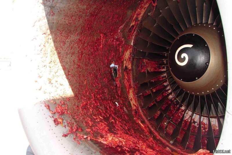Ну не скажите.... Затягивает на раз.
В 2012 году в Международном аэропорту Техаса Эль-Пасо в двигатель самолета Boeing 737 засосало инженера-механика.
И это не единичный случай.