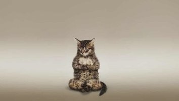 Доставка еды уличным котам