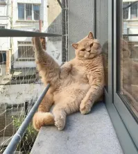 10 лучших фотографий кошек