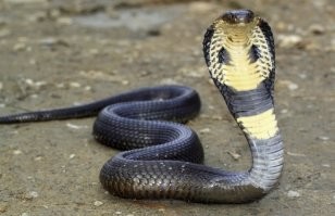 Хорошо, что не такая цапнула!