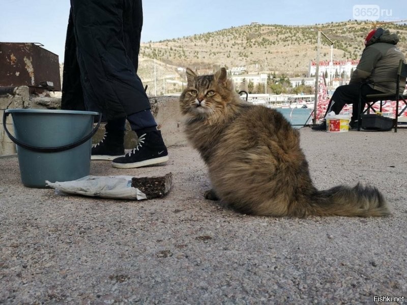 Балаклавские коты...