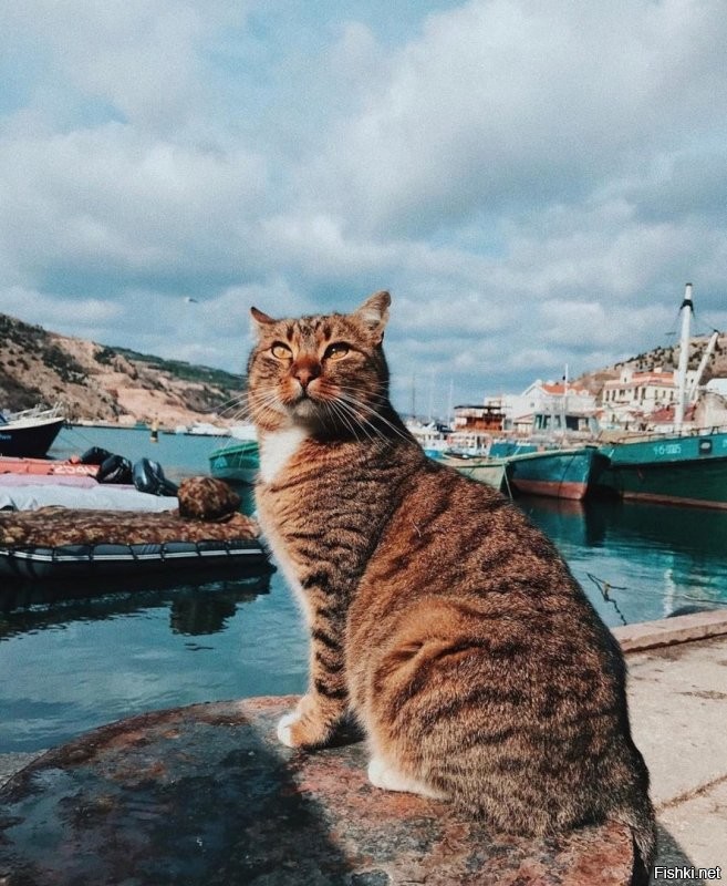 Балаклавские коты...