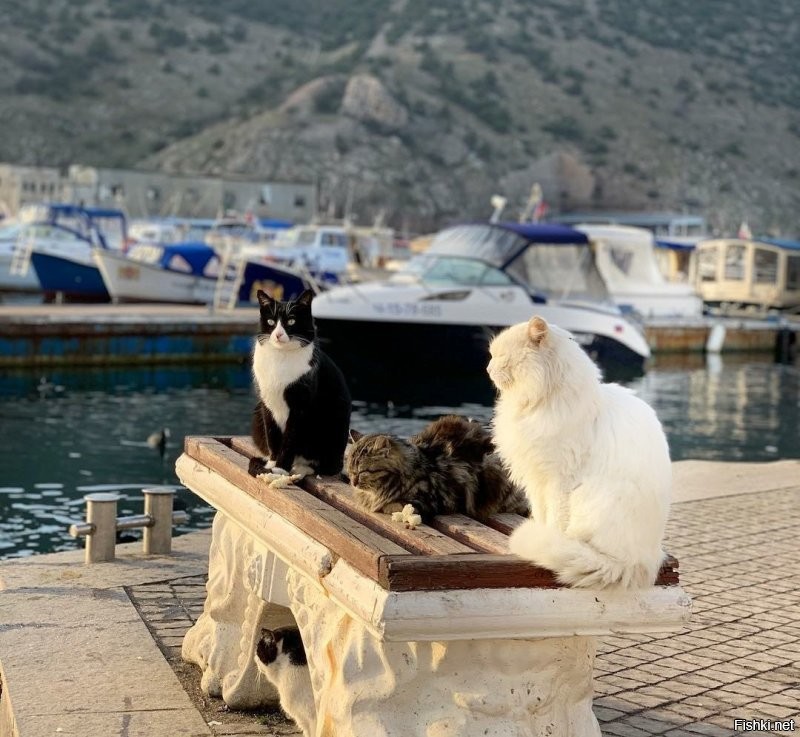 Балаклавские коты...