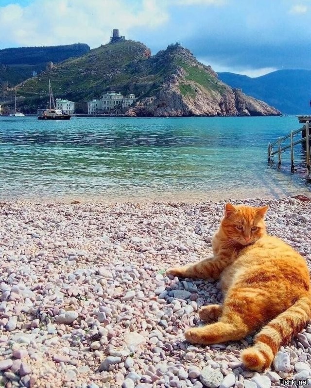 Балаклавские коты...
