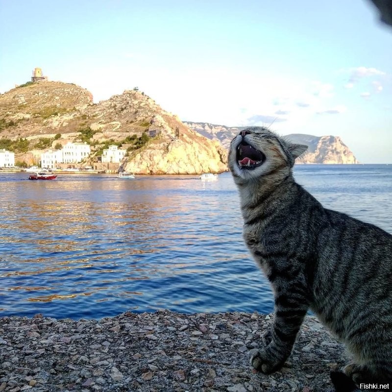 Балаклавские коты...